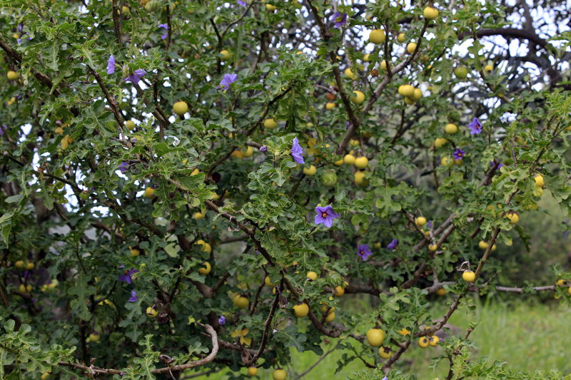 2016-04-26_140552 sardinien-2016.jpg - Bosa